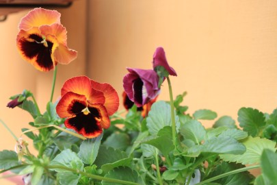 Dicas de Plantas de Exterior Pet Friendly para Varandas e Quintais