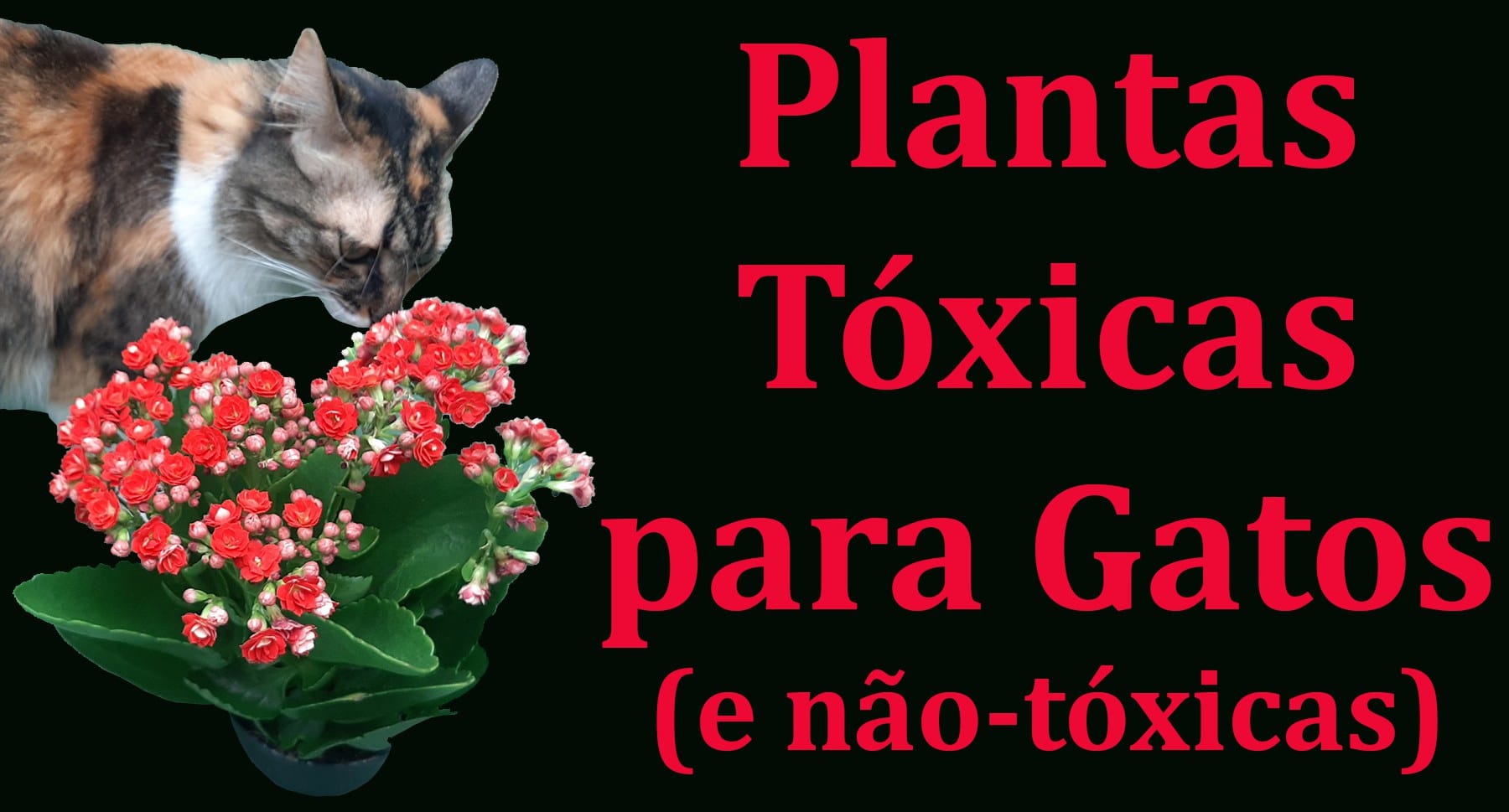 plantas não tóxicas para crianças e animais