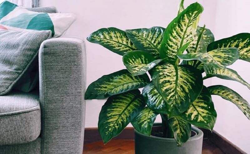 Dicas de Plantas de Exterior Pet Friendly para Varandas e Quintais