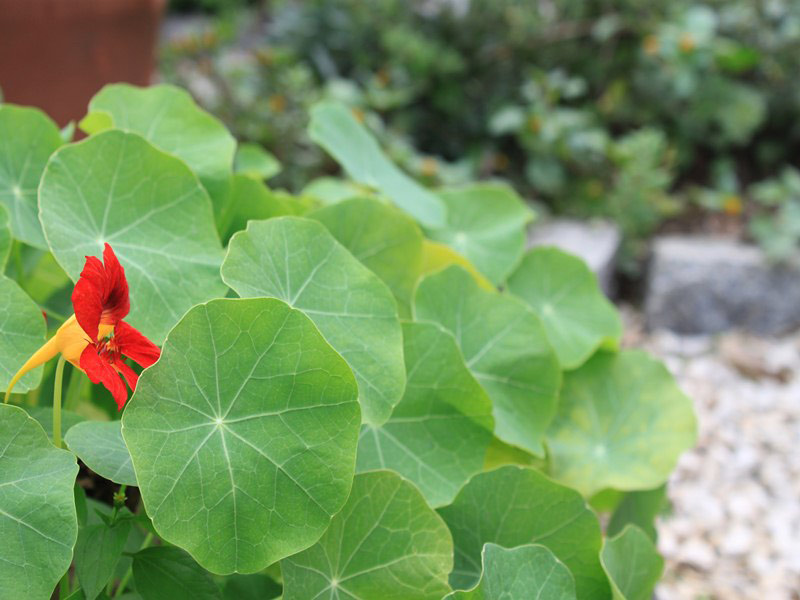 plantas não tóxicas para crianças e animais