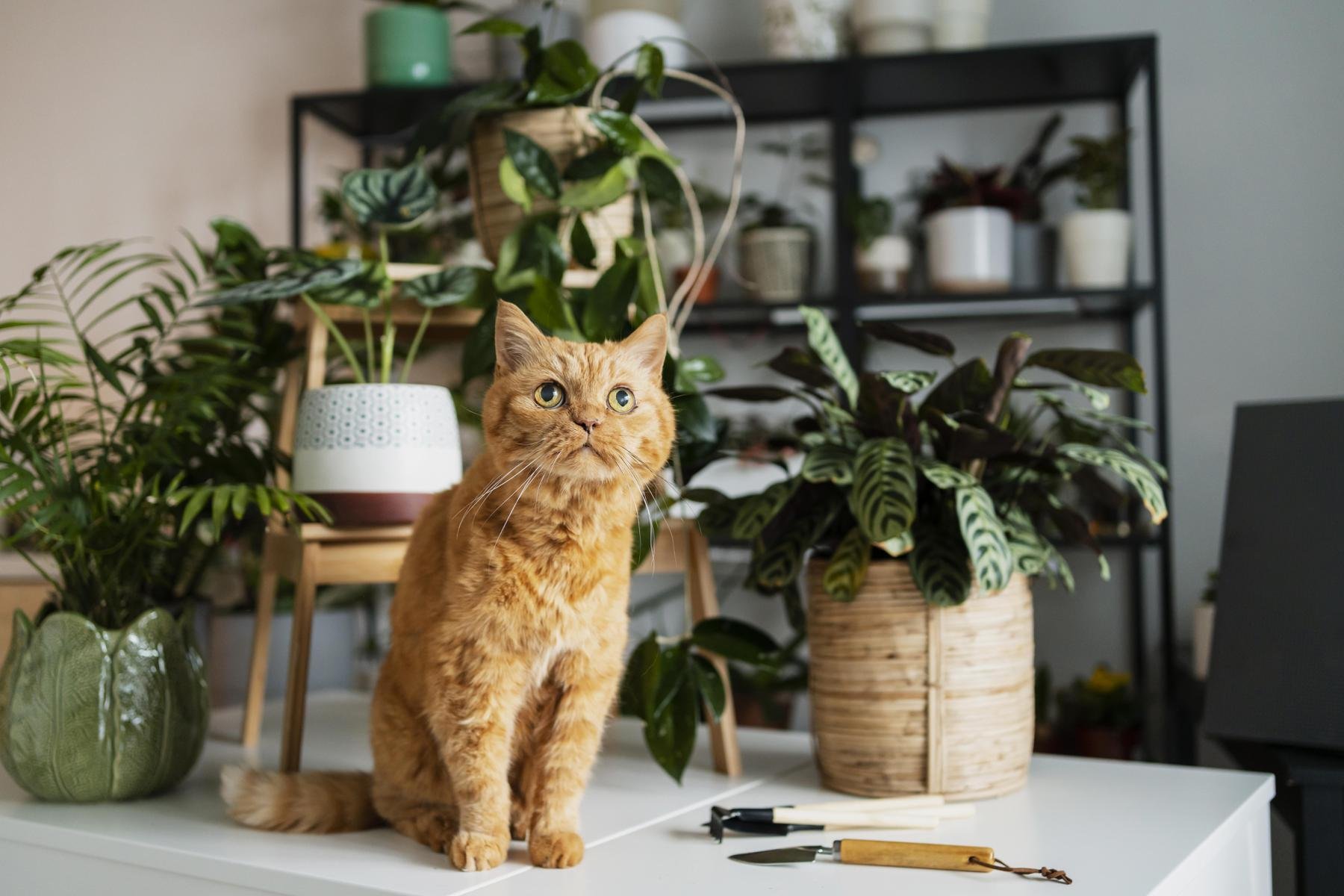 5 Plantas de Interior que Purificam o Ar e São Seguras para Pets