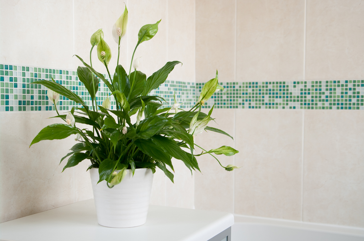 plantas para banheiro pequeno