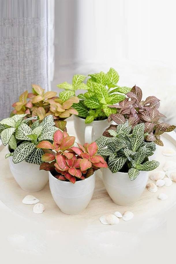 plantas para banheiro sem janela