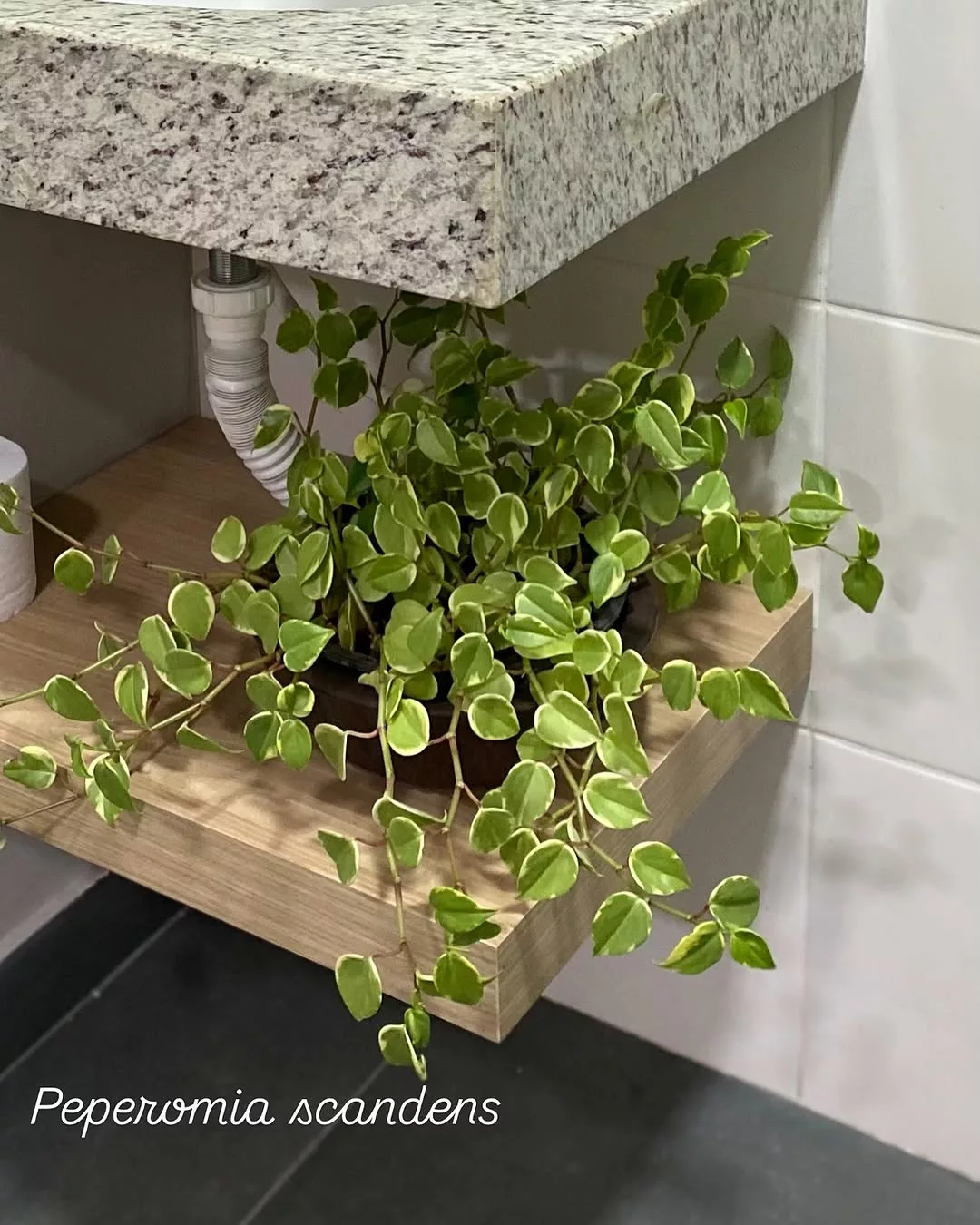 plantas resistentes umidade banheiro