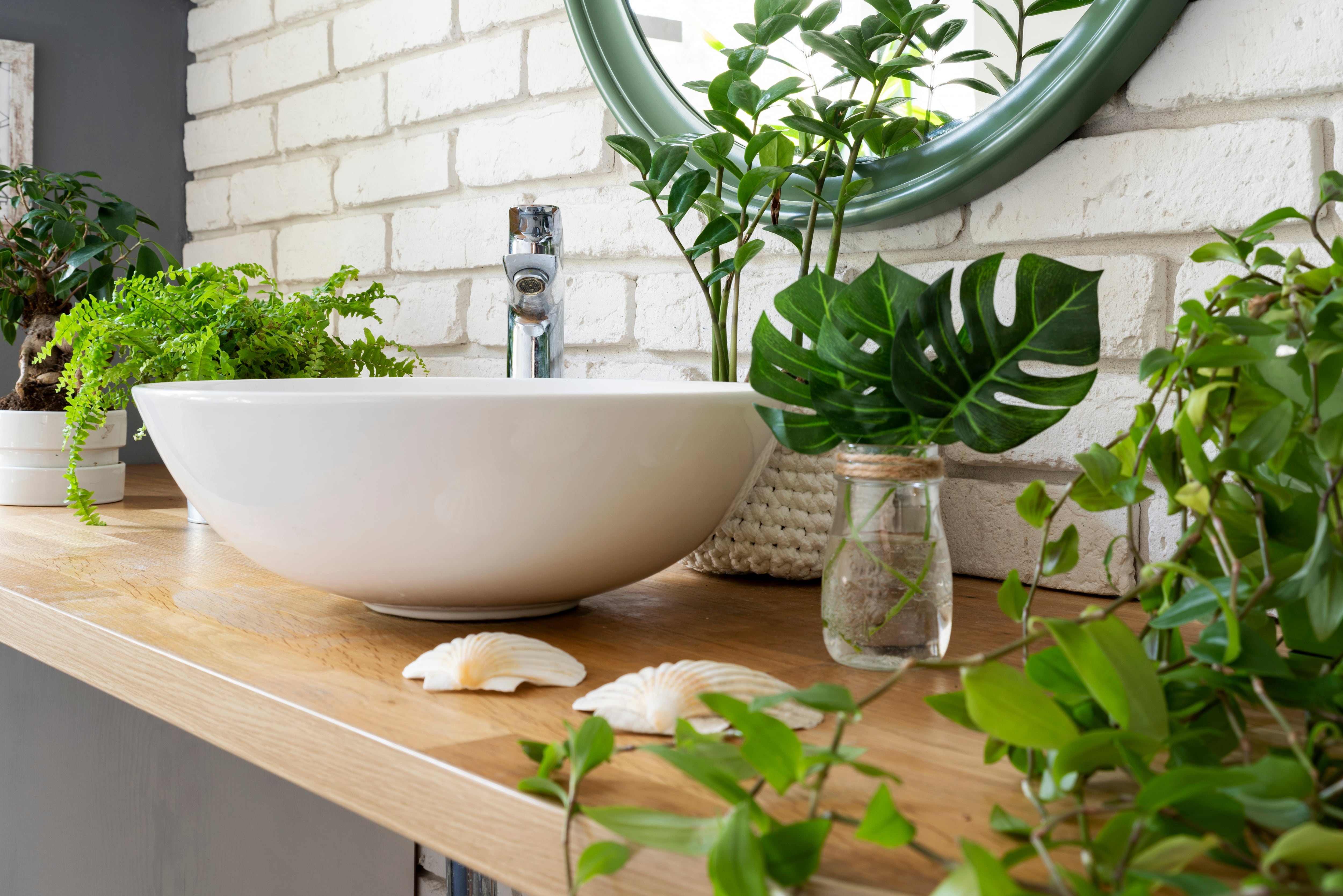 plantas fáceis de cuidar banheiro