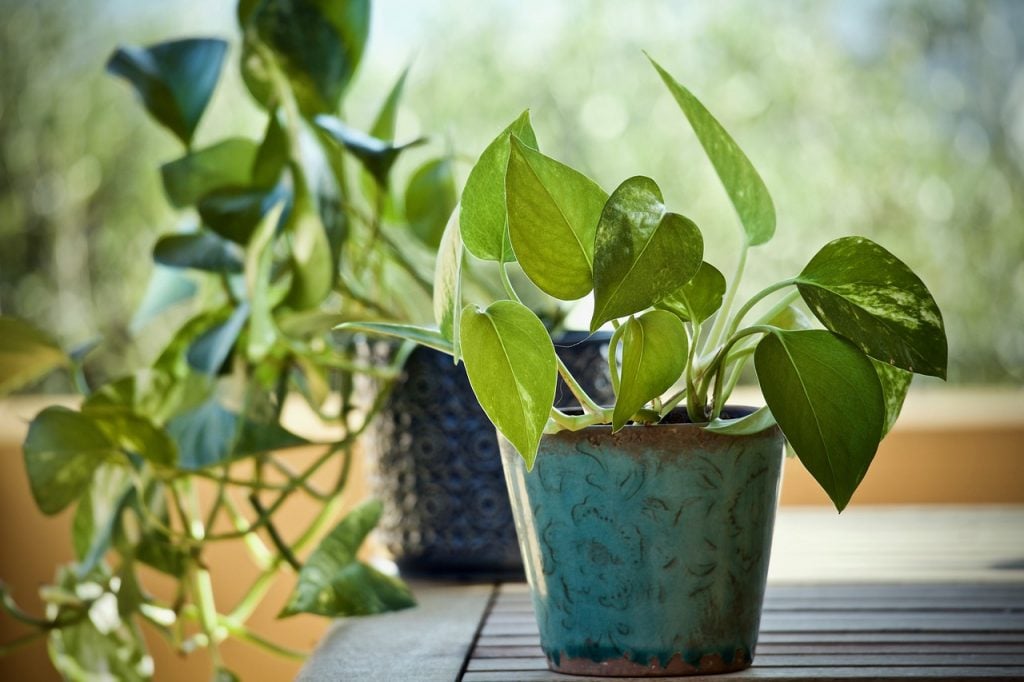 plantas que ajudam a prevenir mofo banheiro
