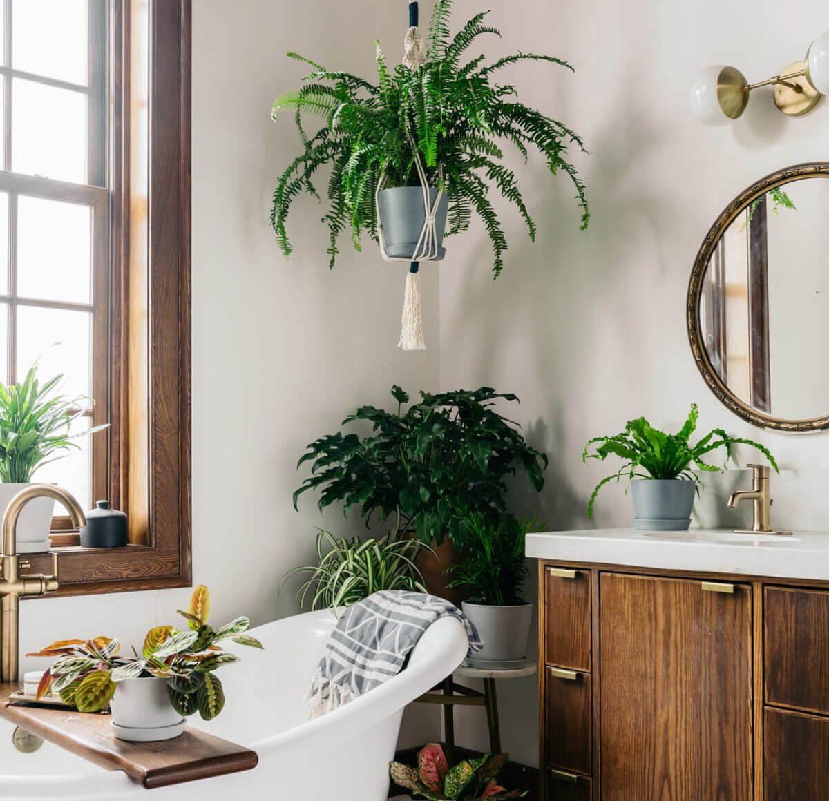 plantas tropicais para banheiro