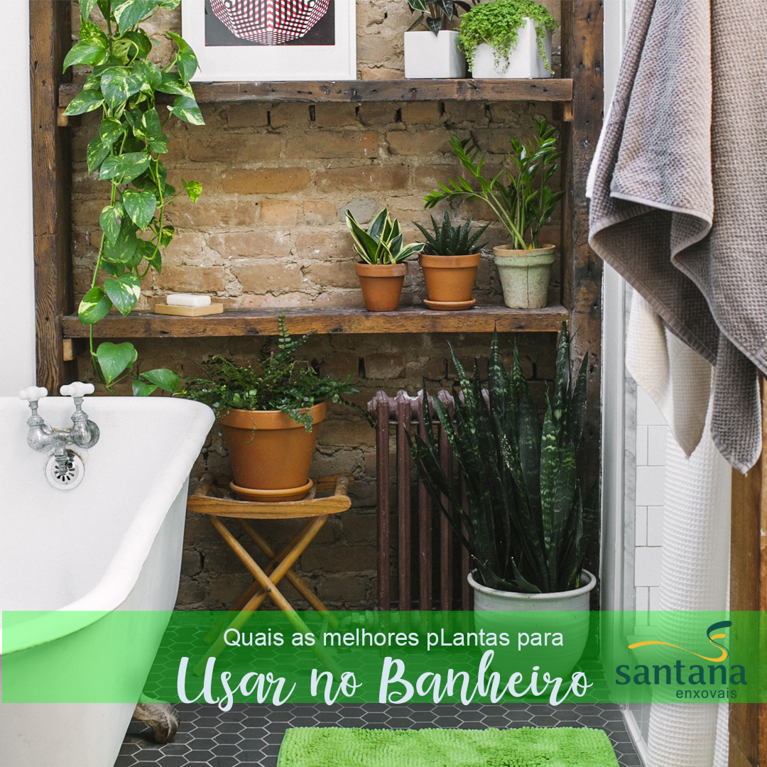 plantas para banheiro pequeno
