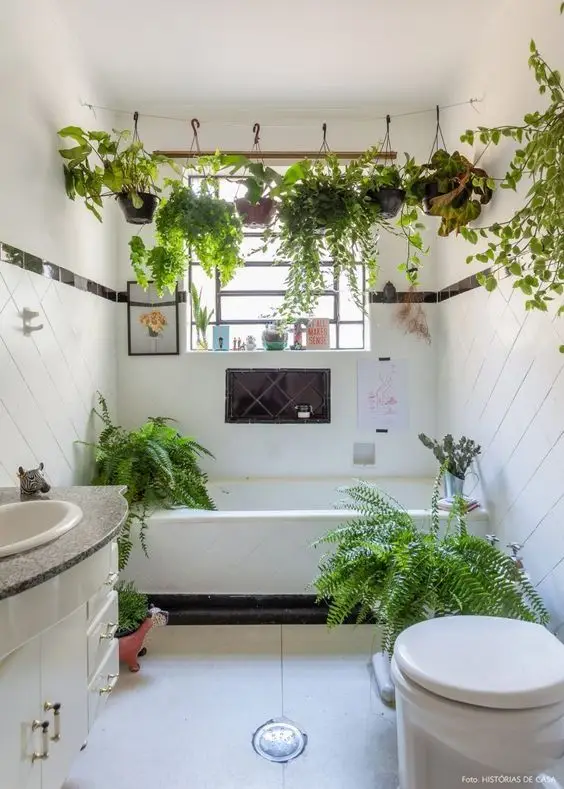 plantas resistentes umidade banheiro