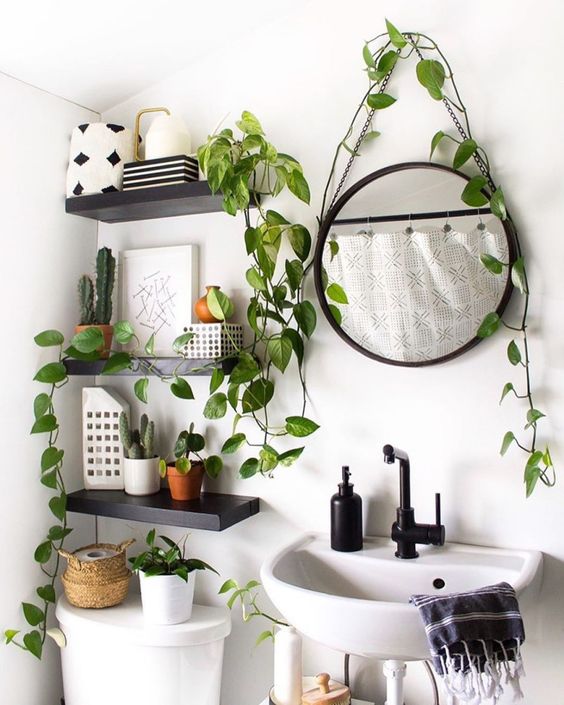 plantas que não precisam de sol banheiro