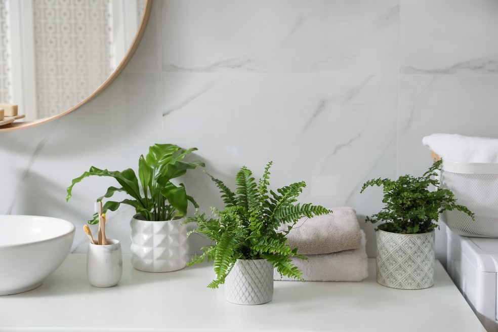 plantas tropicais para banheiro