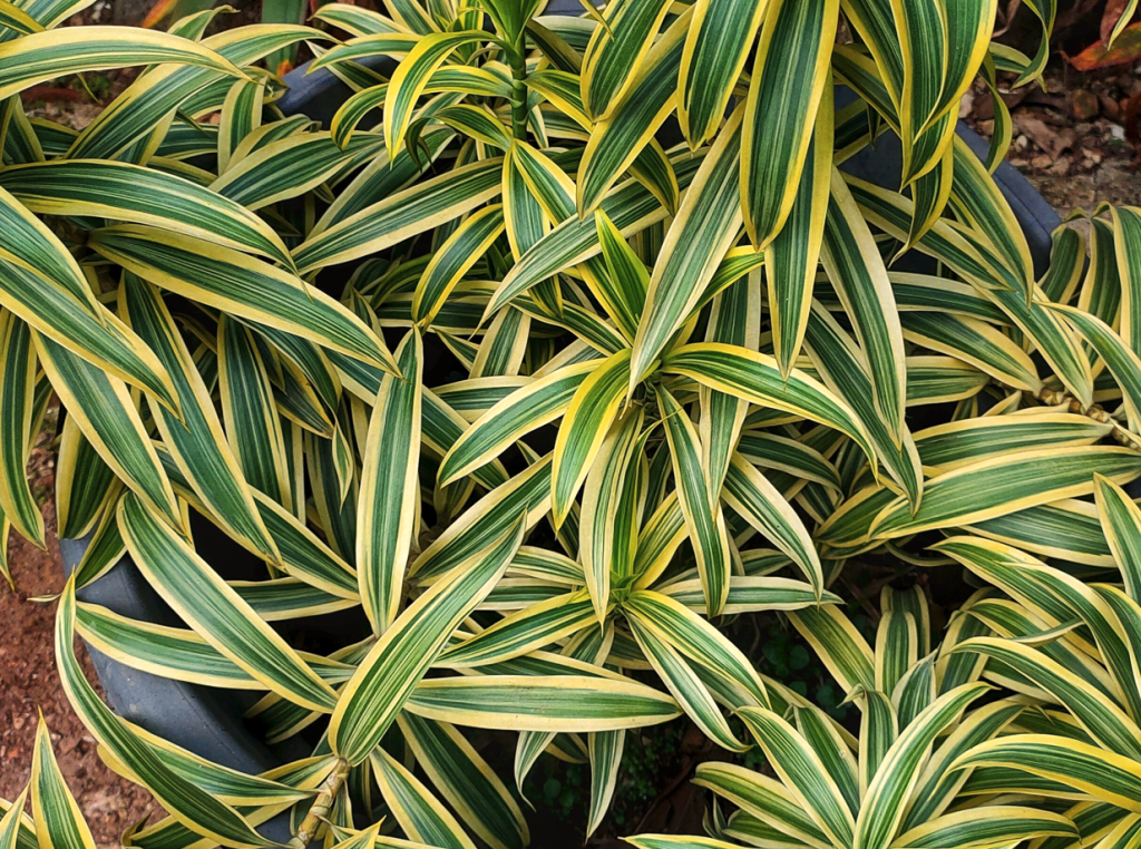 plantas para canteiro de muro ensolarado