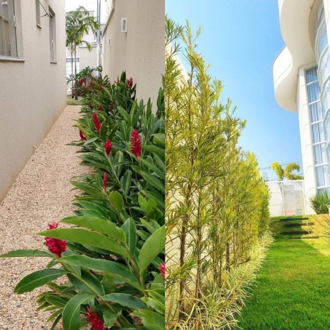plantas para canteiro de muro estreito