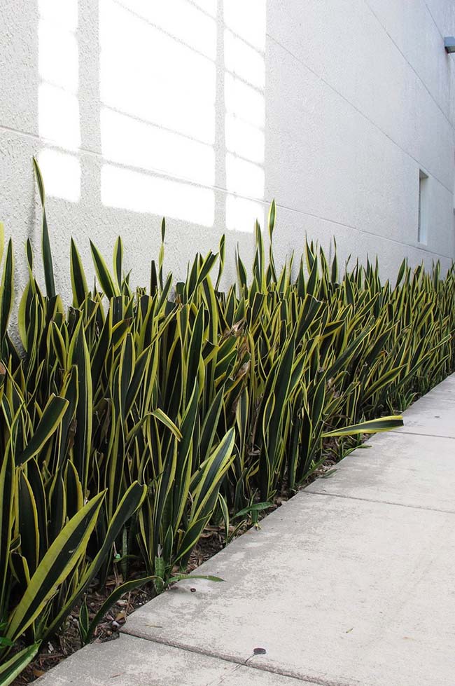 plantas resistentes para canteiro de muro