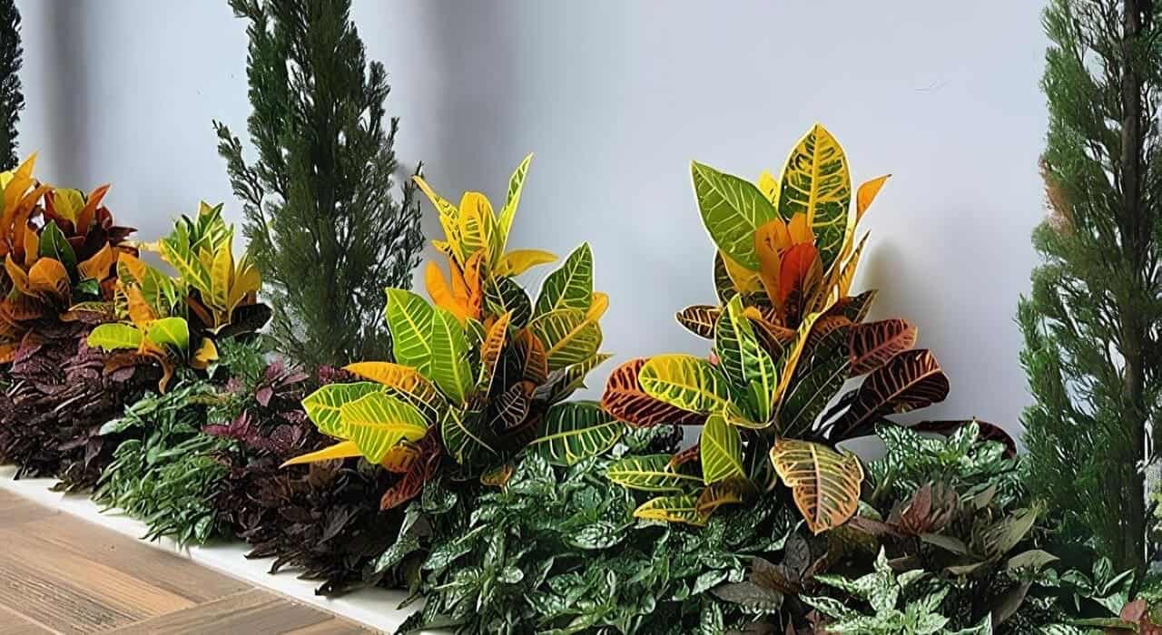 plantas para canteiro de muro estreito