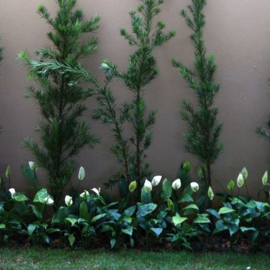 plantas de baixa manutenção para canteiro de muro