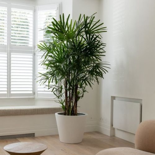 plantas para escritório que precisam de pouca luz