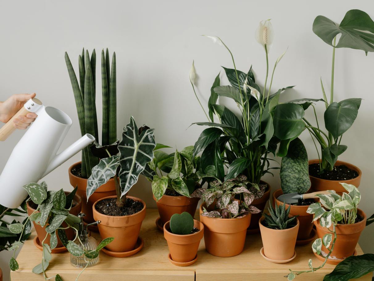 Como cuidar de plantas em escritórios com ar-condicionado