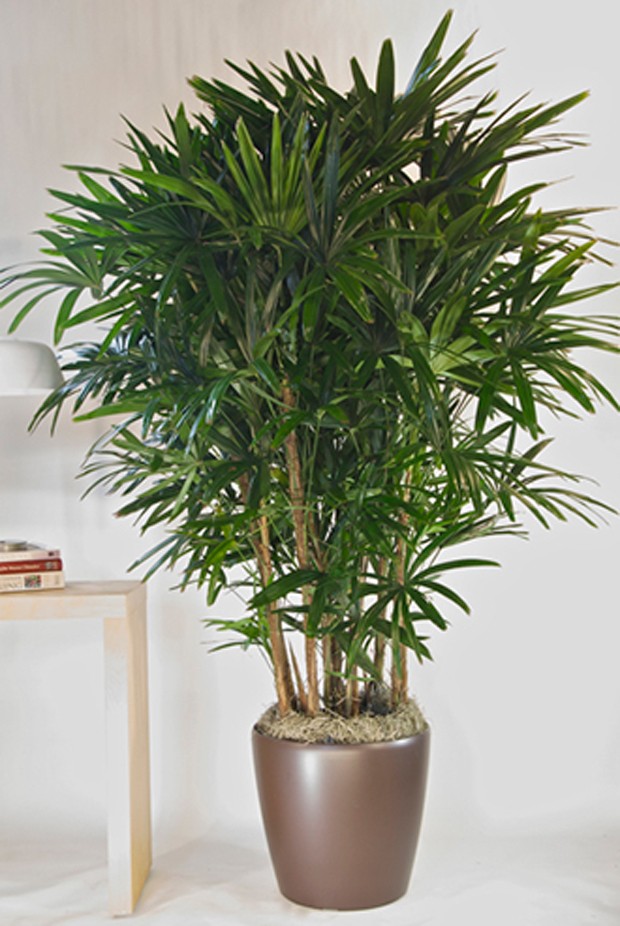 Benefícios das plantas no ambiente de trabalho