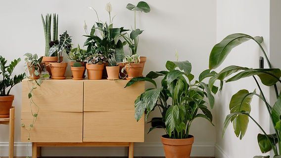 Como escolher o vaso perfeito para plantas de escritório