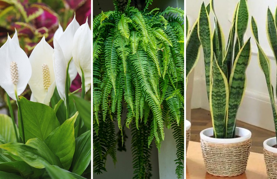 Como escolher o vaso perfeito para plantas de escritório