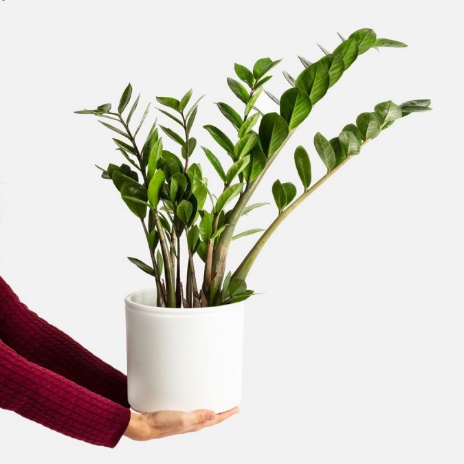 5 plantas pendentes ideais para decorar seu escritório