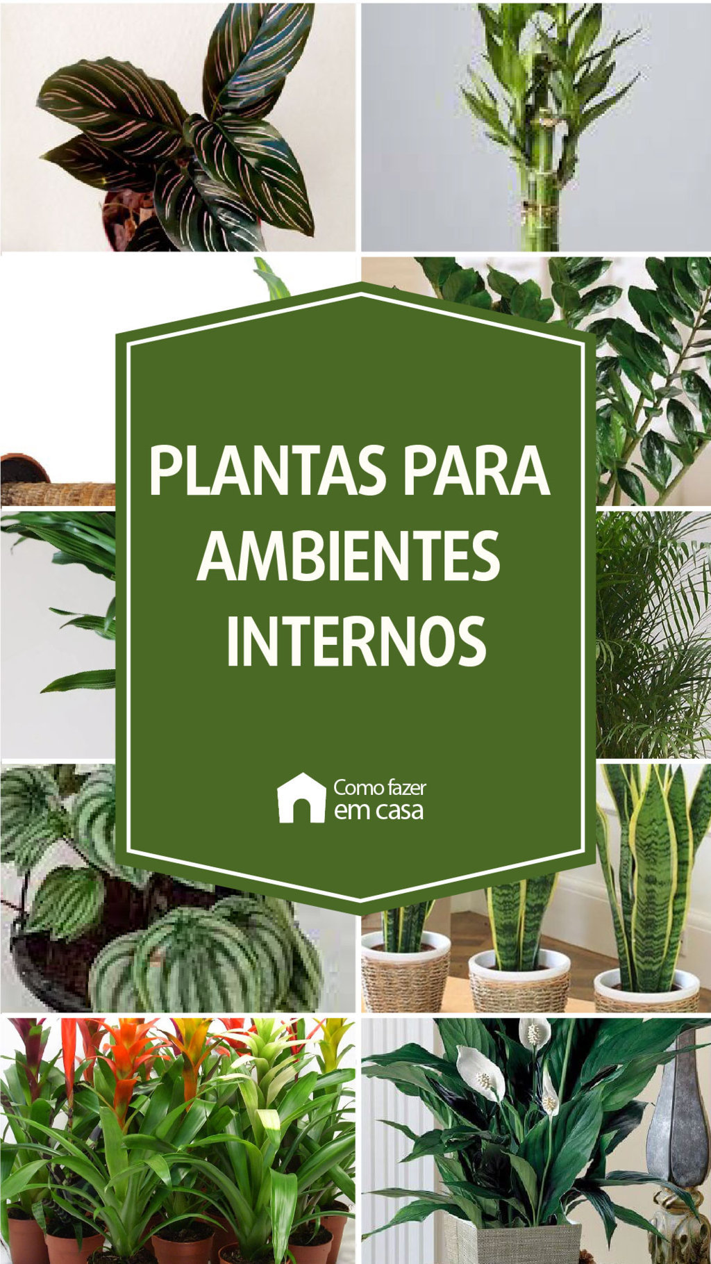 Benefícios das plantas no ambiente de trabalho