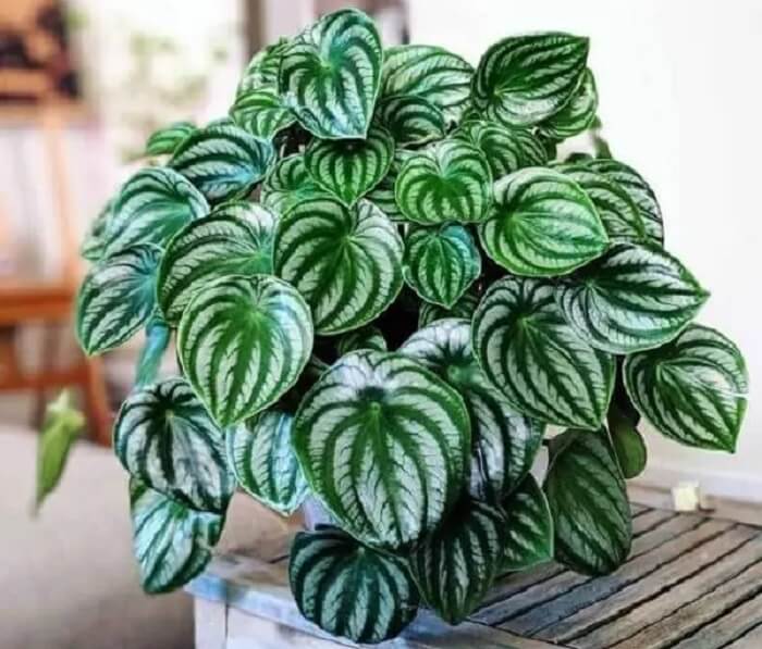 plantas para escritório que precisam de pouca luz