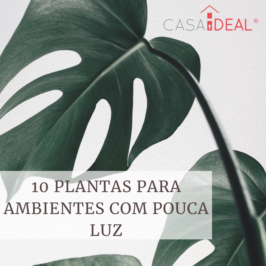 Como cuidar de plantas em escritórios com ar-condicionado