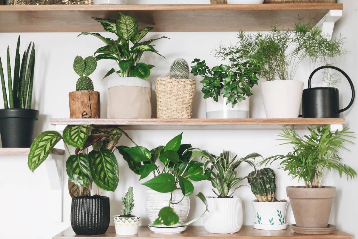 5 plantas pendentes ideais para decorar seu escritório