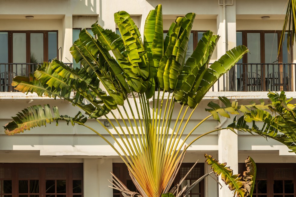 jardim para fachada moderna