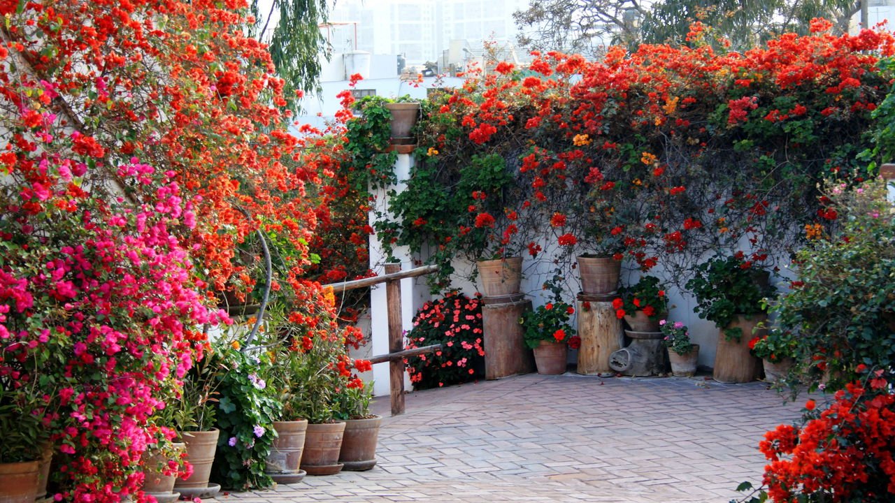 plantas para frente de casa