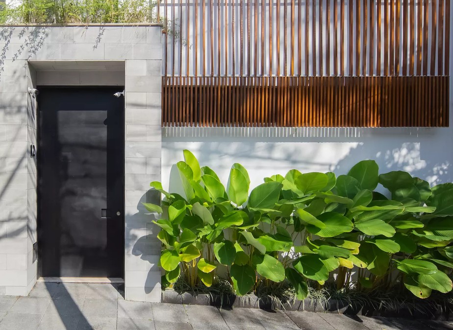 espécies de plantas para muros