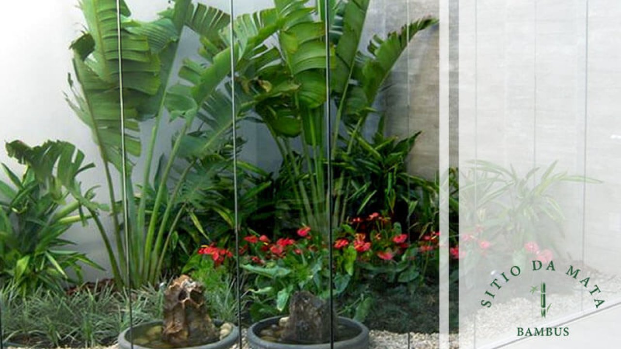 Plantas com flores para dar cor ao seu jardim de inverno