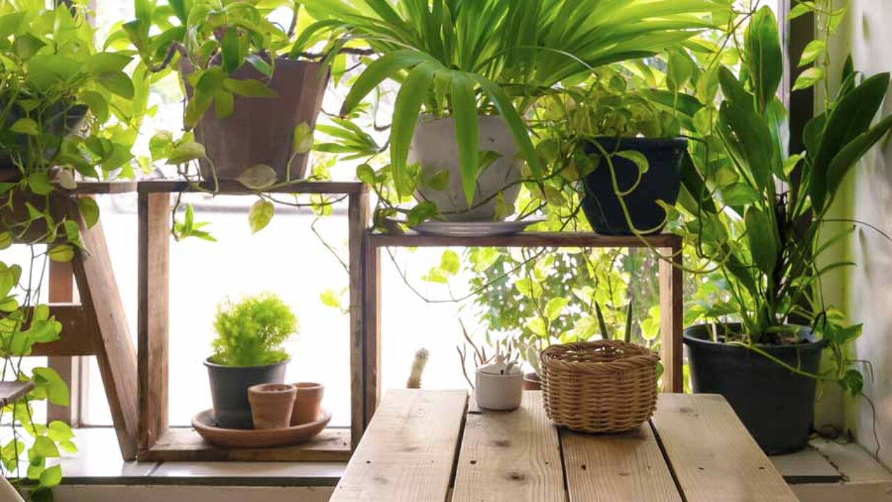Plantas com flores para dar cor ao seu jardim de inverno