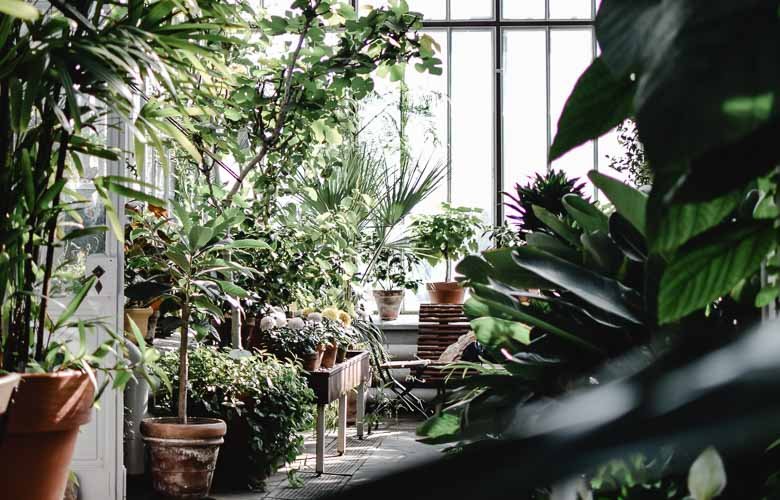 As Melhores Plantas Coloridas para Dar Vida ao seu Jardim de Inverno