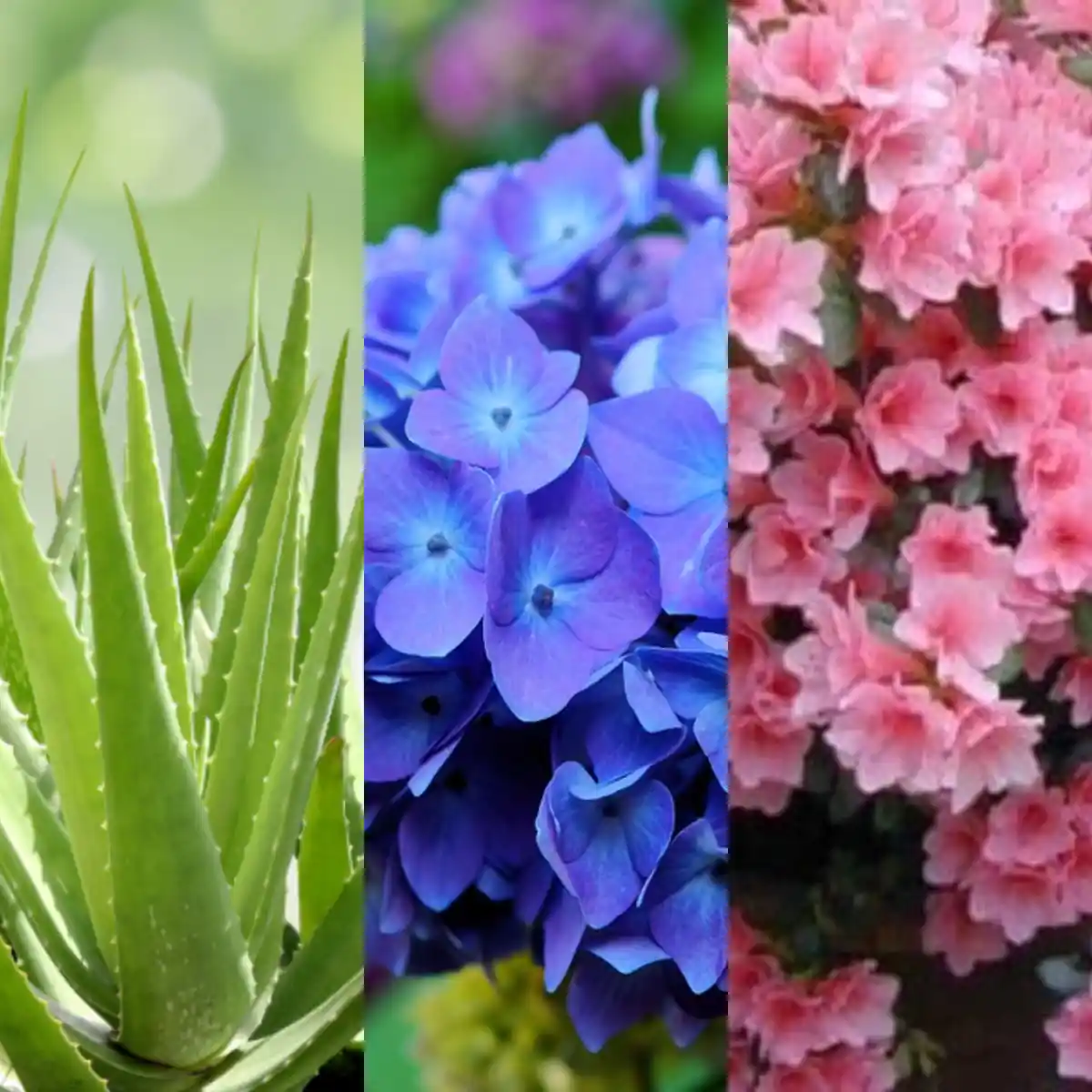 Iluminação Ideal para o seu Jardim de Inverno: Escolhendo as Plantas Certas