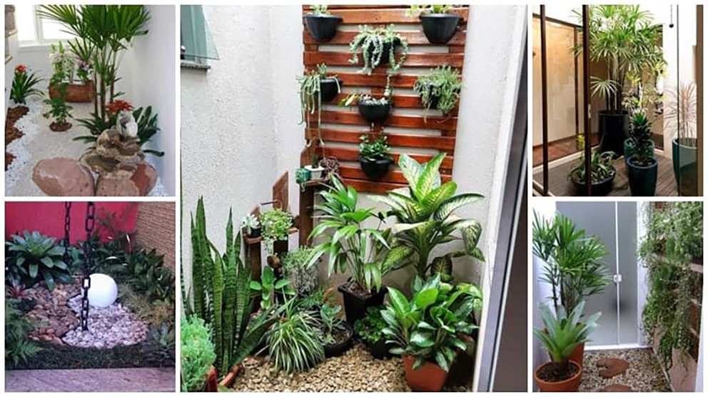 plantas para jardim de inverno com futon