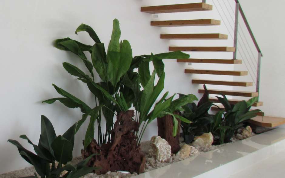 Guia Completo de Rega para Plantas de Interior com Pouca Luz