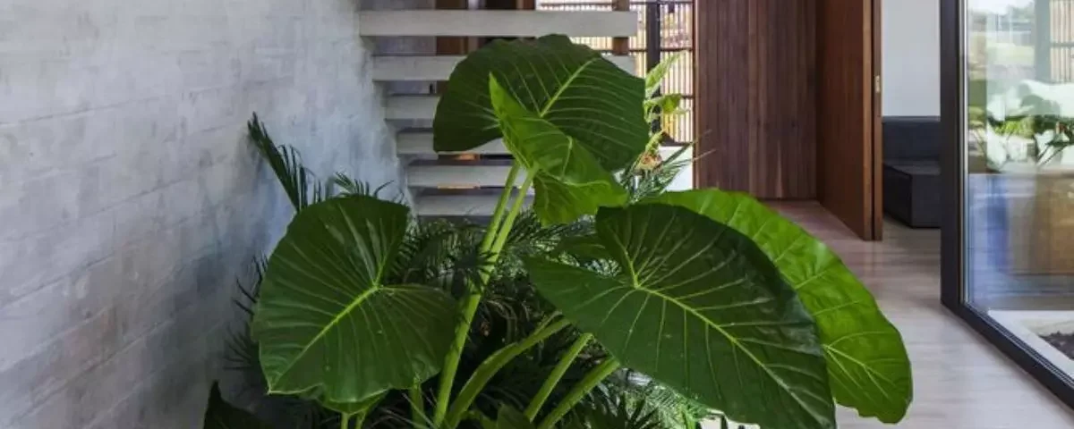 5 Dicas para Iluminar seu Jardim de Inverno Sob a Escada