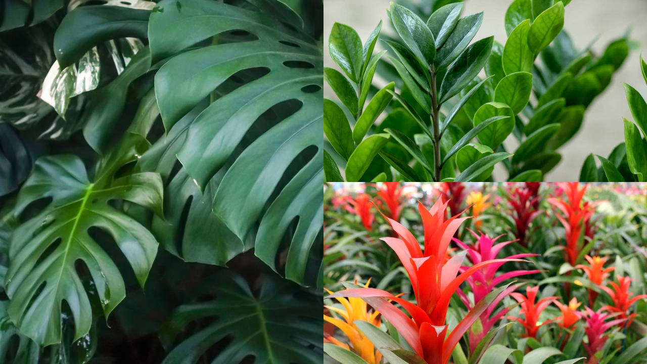 Dicas de iluminação para plantas de interior