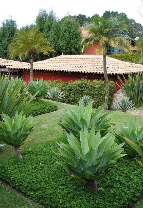 plantas para jardim externo resistente ao vento