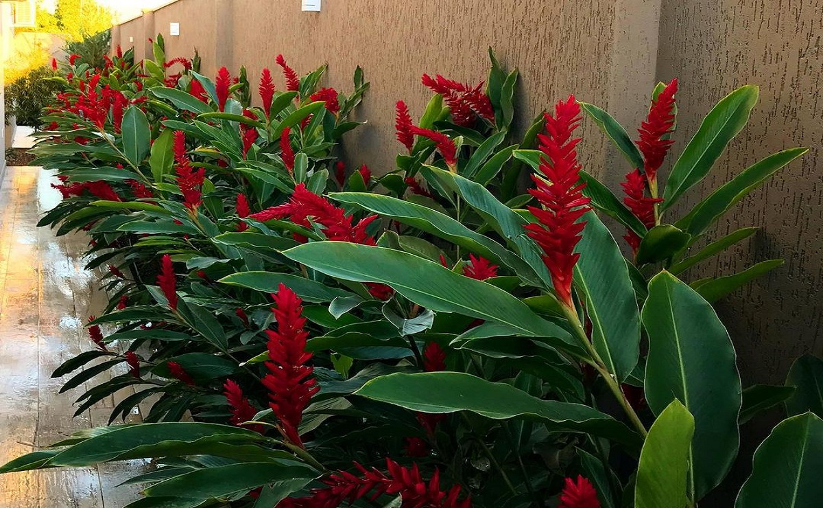plantas ornamentais para jardim externo