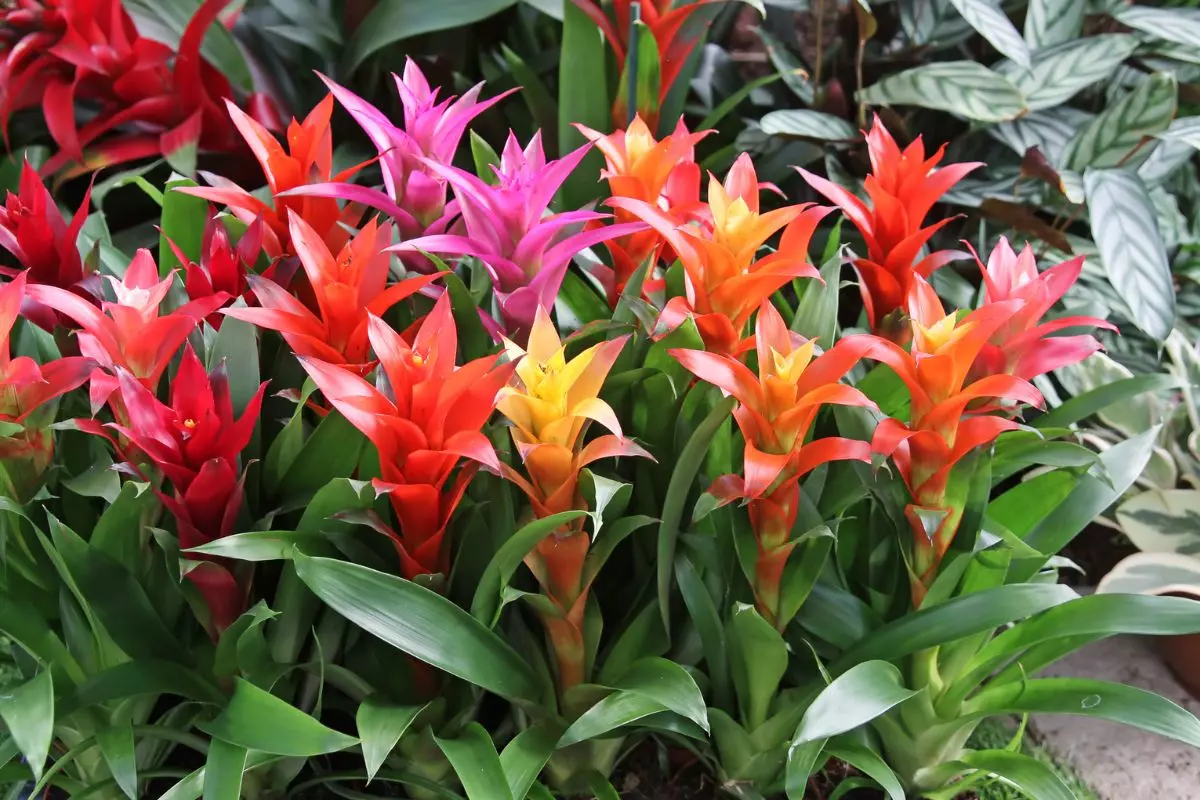 plantas pendentes para jardim externo