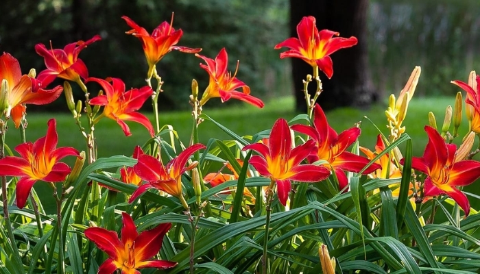 plantas para jardim externo com cachorro