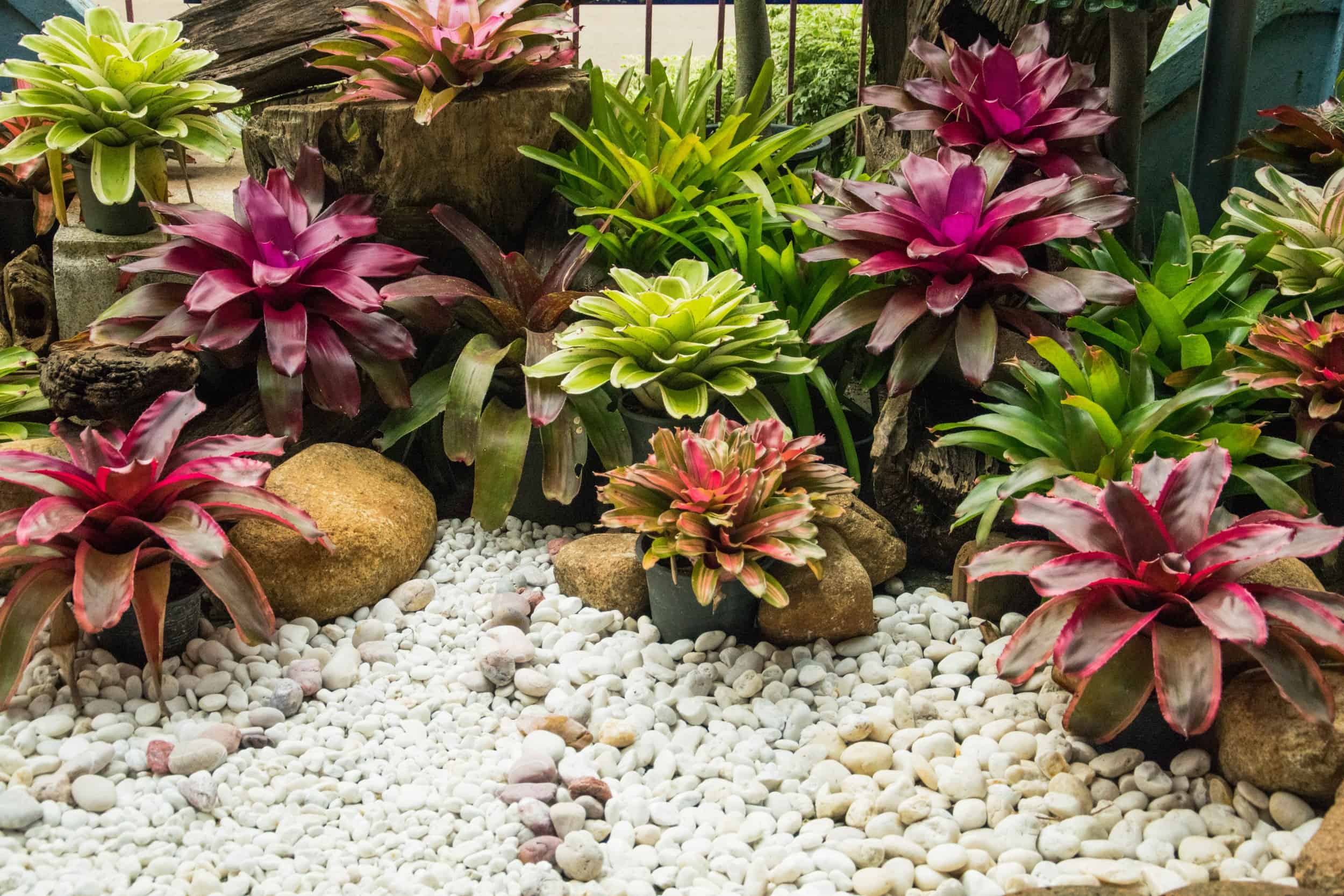 plantas para jardim externo com gato