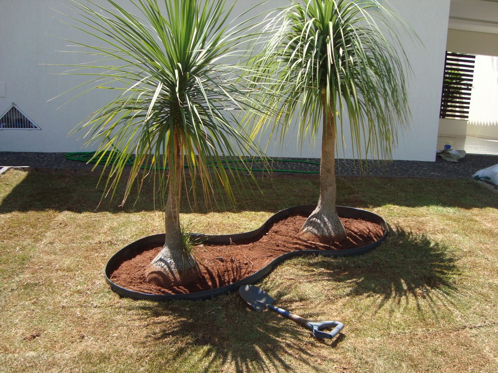 plantas para jardim externo com crianças