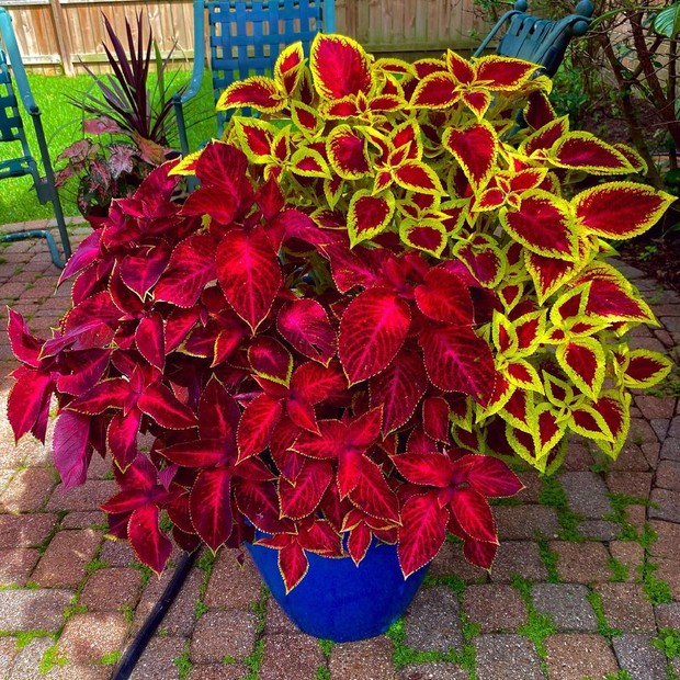 plantas para jardim externo que atraem pássaros