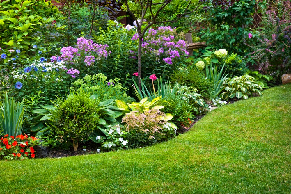 plantas para jardim externo que repelem insetos