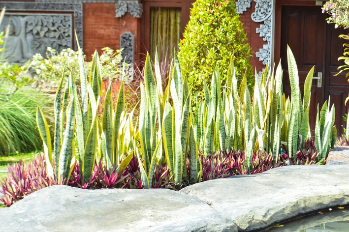 plantas para jardim externo com cheiro agradável